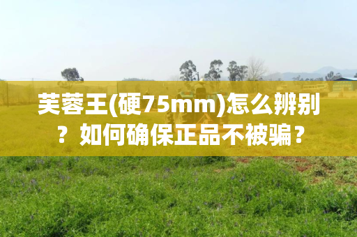 芙蓉王(硬75mm)怎么辨别？如何确保正品不被骗？